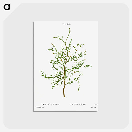 アートポストカード-Sictus tree, Thuya articulata - ピエール ジョゼフ ルドゥーテ Postcard.