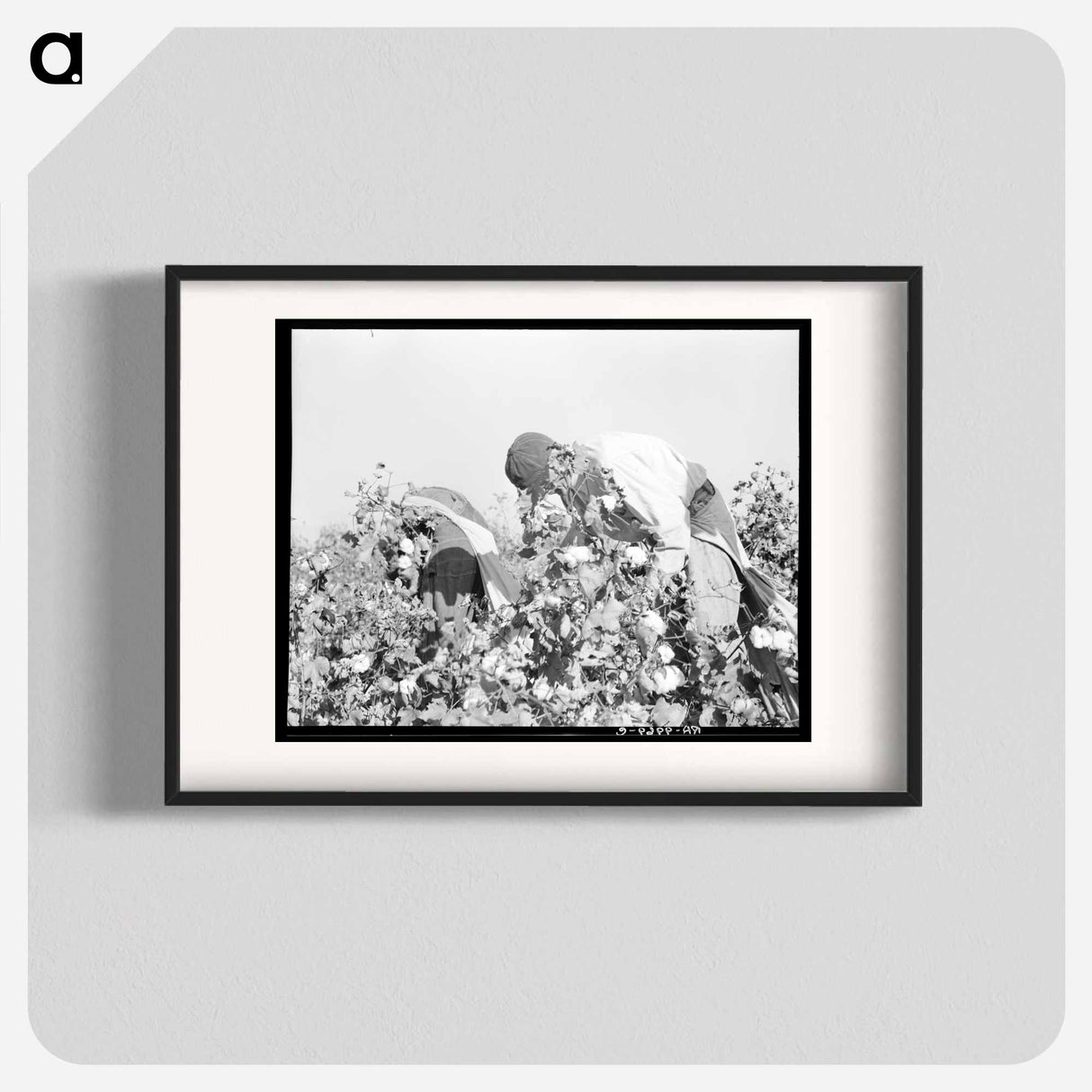 Picking cotton - Dorothea Lange Poster.