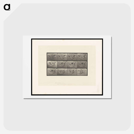 アートポストカード-Sloth on a Pole
 - エドワード マイブリッジ Postcard.