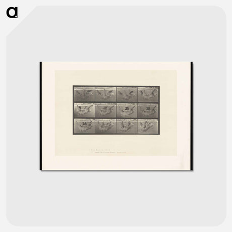 アートポストカード-Sloth on a Pole
 - エドワード マイブリッジ Postcard.