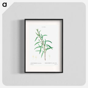アートポスター-Willow-leaved hakea - ピエール ジョゼフ ルドゥーテ Poster.