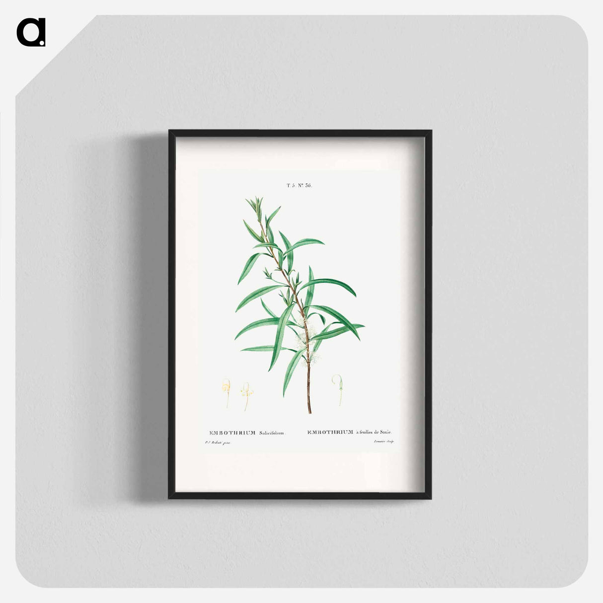 Willow-leaved hakea - ピエール ジョゼフ ルドゥーテ Poster.