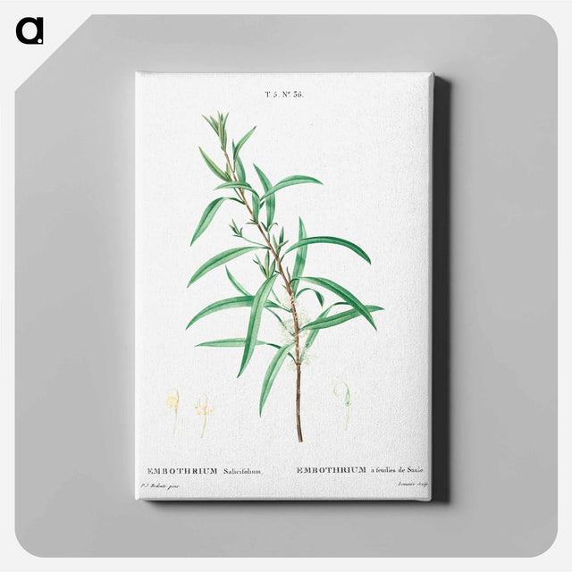 アートパネル-Willow-leaved hakea - ピエール ジョゼフ ルドゥーテ Canvas.