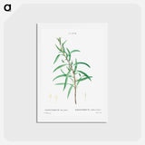 アートポストカード-Willow-leaved hakea - ピエール ジョゼフ ルドゥーテ Postcard.