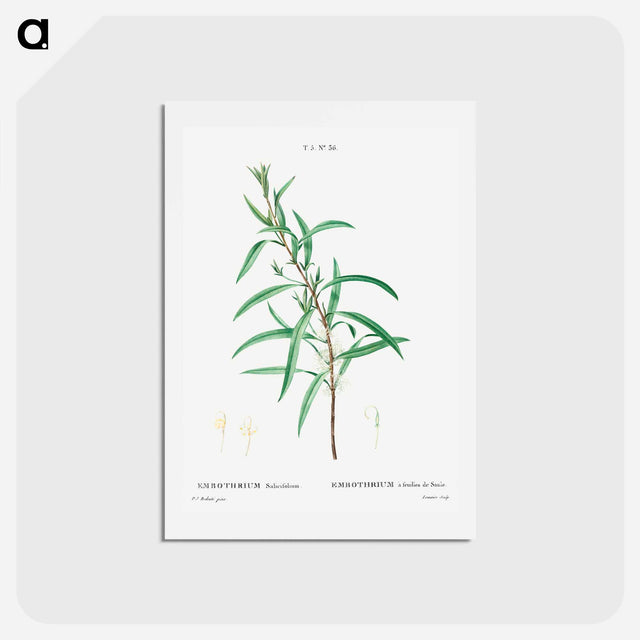 アートポストカード-Willow-leaved hakea - ピエール ジョゼフ ルドゥーテ Postcard.
