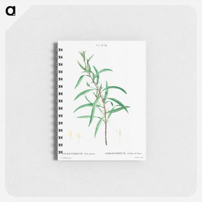 アートメモ帳-Willow-leaved hakea - ピエール ジョゼフ ルドゥーテ Memo.