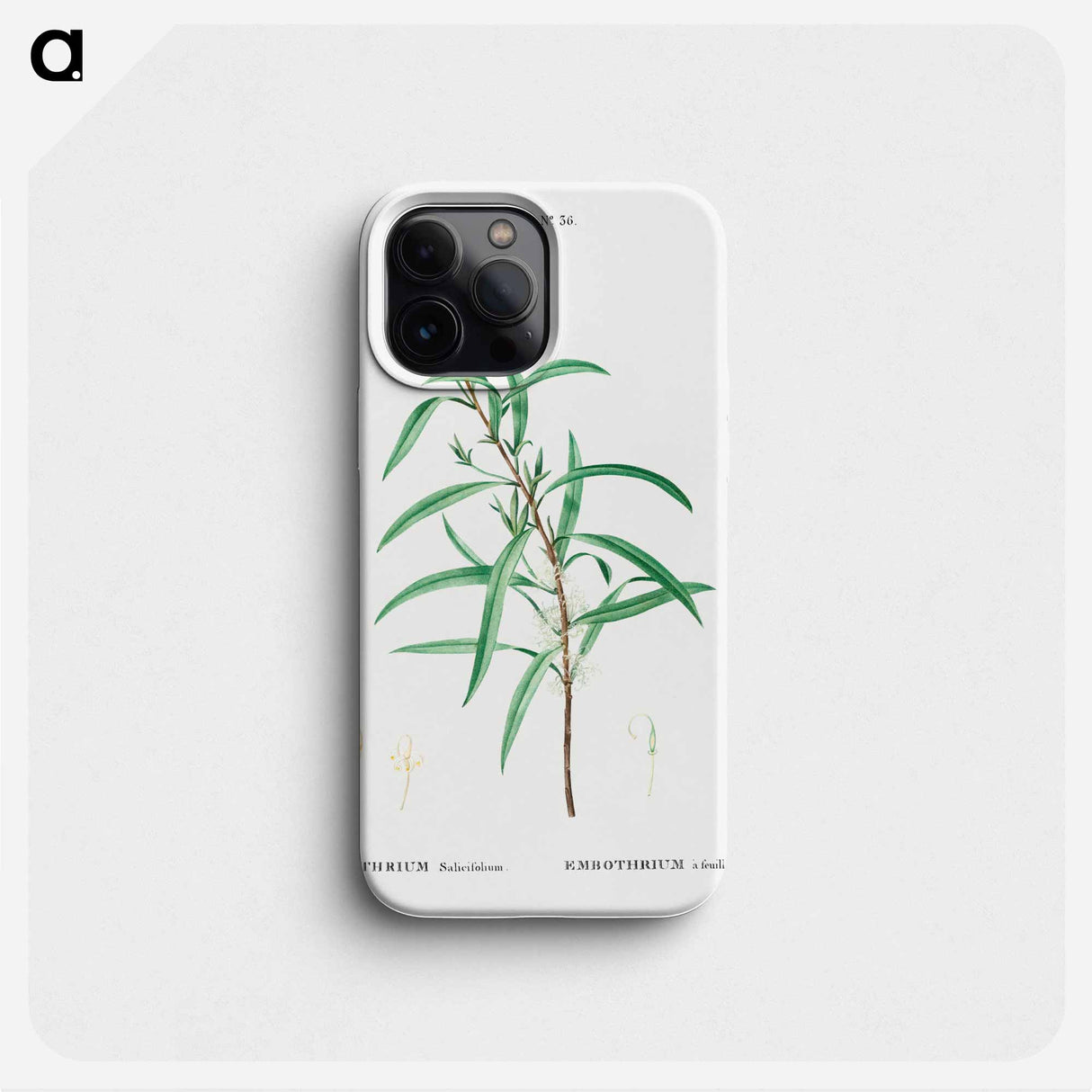 Willow-leaved hakea - ピエール ジョゼフ ルドゥーテ Phone Case.