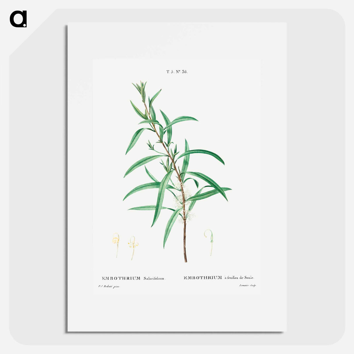 Willow-leaved hakea - ピエール ジョゼフ ルドゥーテ Poster.