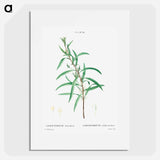 Willow-leaved hakea - ピエール ジョゼフ ルドゥーテ Poster.