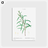 アートポストカード-Willow-leaved hakea - ピエール ジョゼフ ルドゥーテ Postcard.