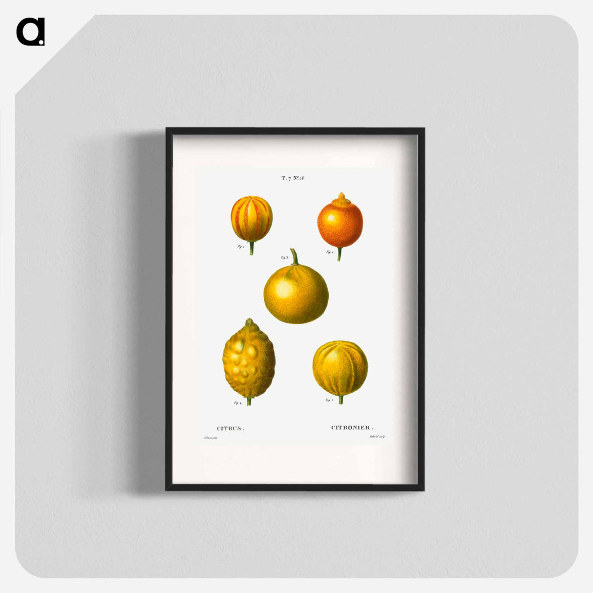 Citrus from Traité des Arbres et Arbustes que l'on cultive en France en pleine terre - Pierre-Joseph Redouté Poster.