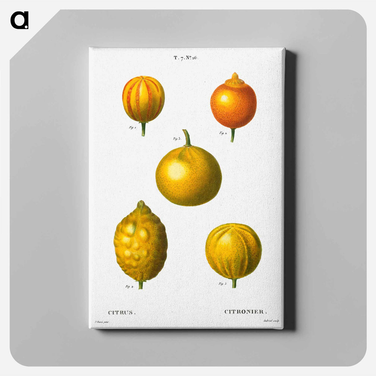 アートパネル-Citrus from Traité des Arbres et Arbustes que l'on cultive en France en pleine terre - ピエール ジョゼフ ルドゥーテ Canvas.