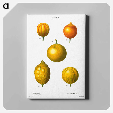 アートパネル-Citrus from Traité des Arbres et Arbustes que l'on cultive en France en pleine terre - ピエール ジョゼフ ルドゥーテ Canvas.