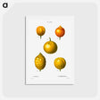 アートポストカード-Citrus from Traité des Arbres et Arbustes que l'on cultive en France en pleine terre - ピエール ジョゼフ ルドゥーテ Postcard.