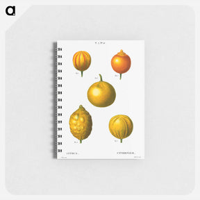 アートメモ帳-Citrus from Traité des Arbres et Arbustes que l'on cultive en France en pleine terre - ピエール ジョゼフ ルドゥーテ Memo.