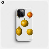 Citrus from Traité des Arbres et Arbustes que l'on cultive en France en pleine terre - ピエール ジョゼフ ルドゥーテ Phone Case.