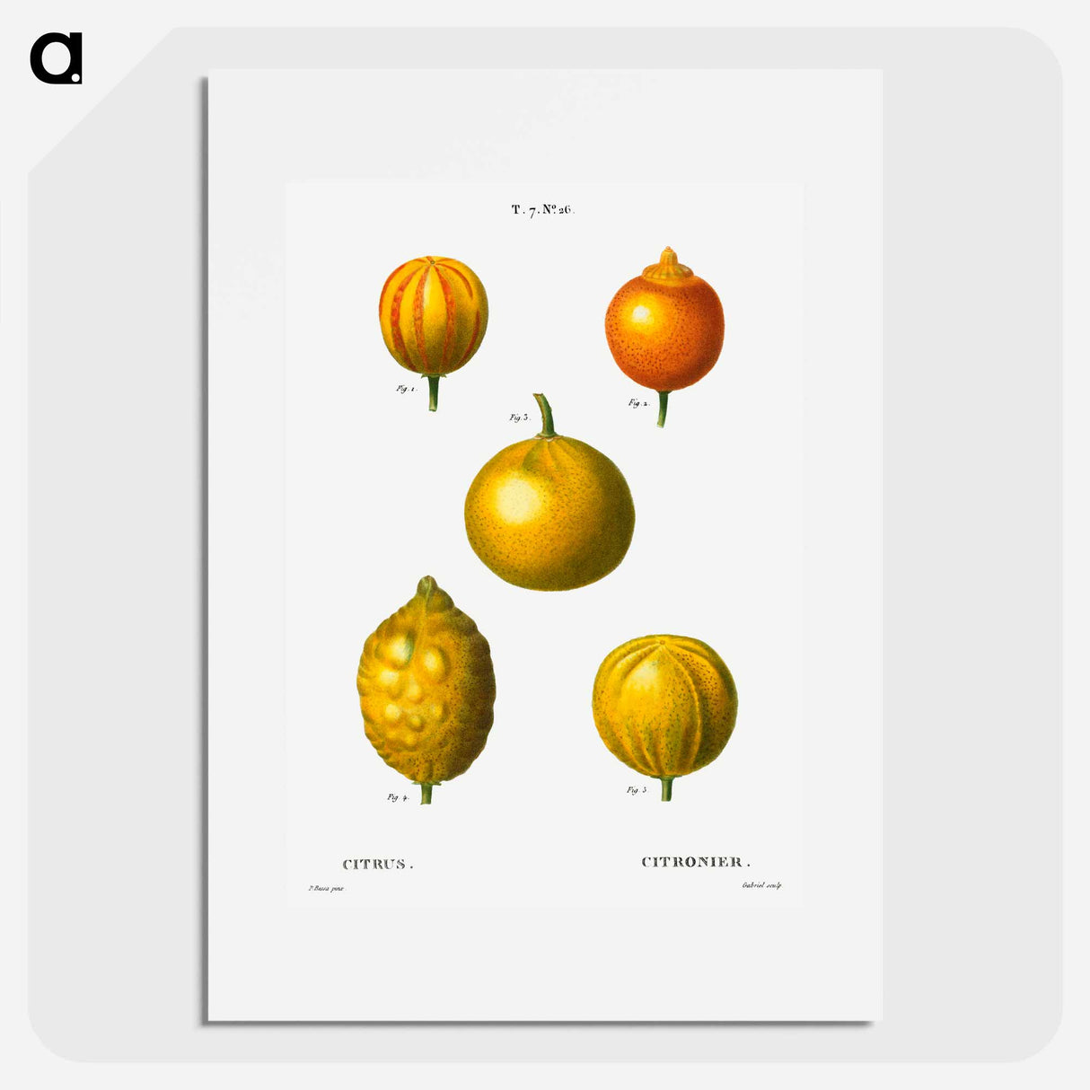 Citrus from Traité des Arbres et Arbustes que l'on cultive en France en pleine terre - Pierre-Joseph Redouté Poster.
