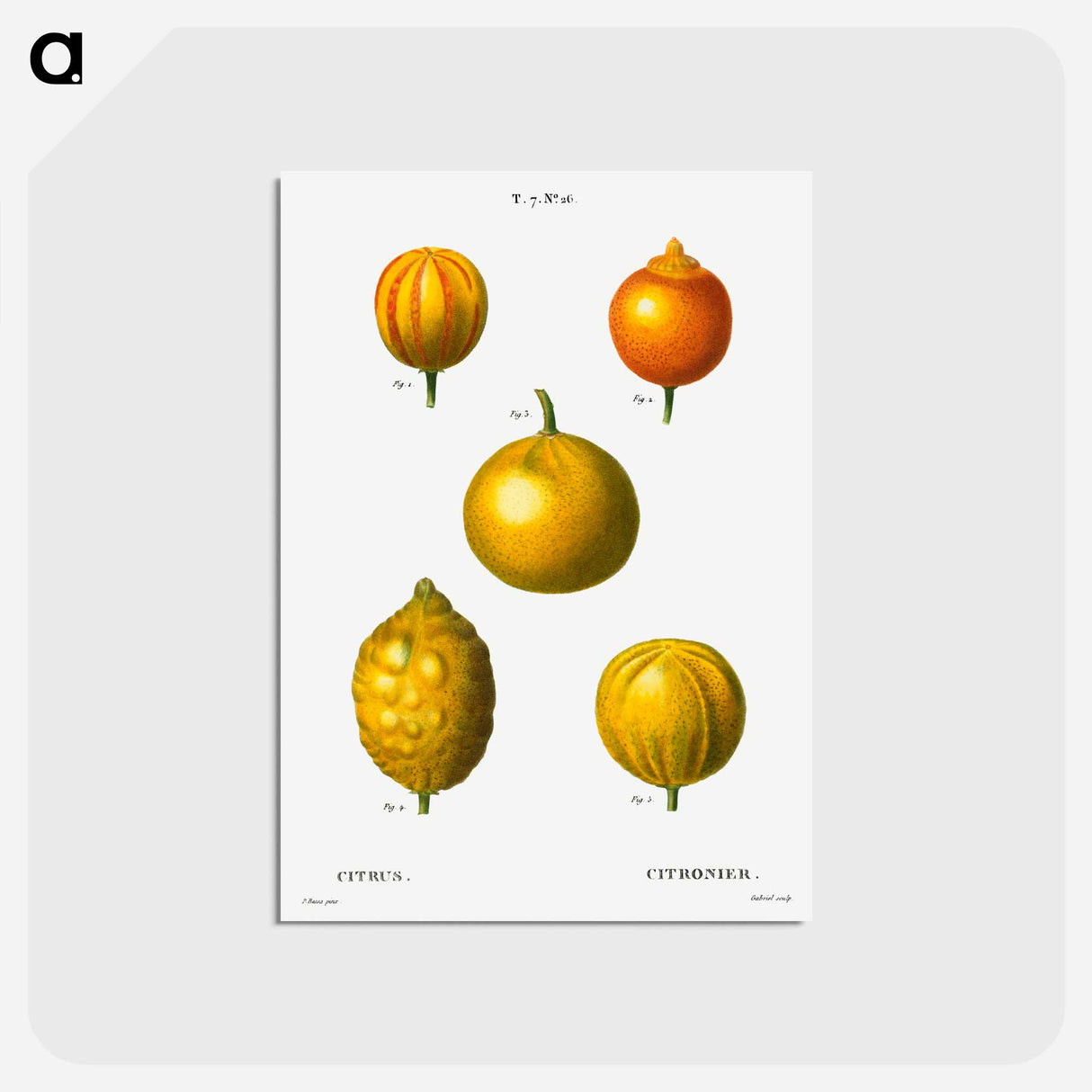 アートポストカード-Citrus from Traité des Arbres et Arbustes que l'on cultive en France en pleine terre - ピエール ジョゼフ ルドゥーテ Postcard.