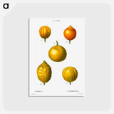 アートポストカード-Citrus from Traité des Arbres et Arbustes que l'on cultive en France en pleine terre - ピエール ジョゼフ ルドゥーテ Postcard.
