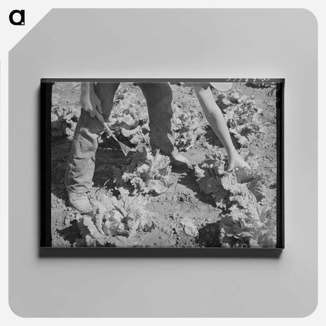 アートパネル-Sorghum Pouring
 - ラッセル リー Canvas.