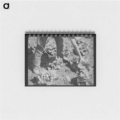 アートメモ帳-Sorghum Pouring
 - ラッセル リー Memo.