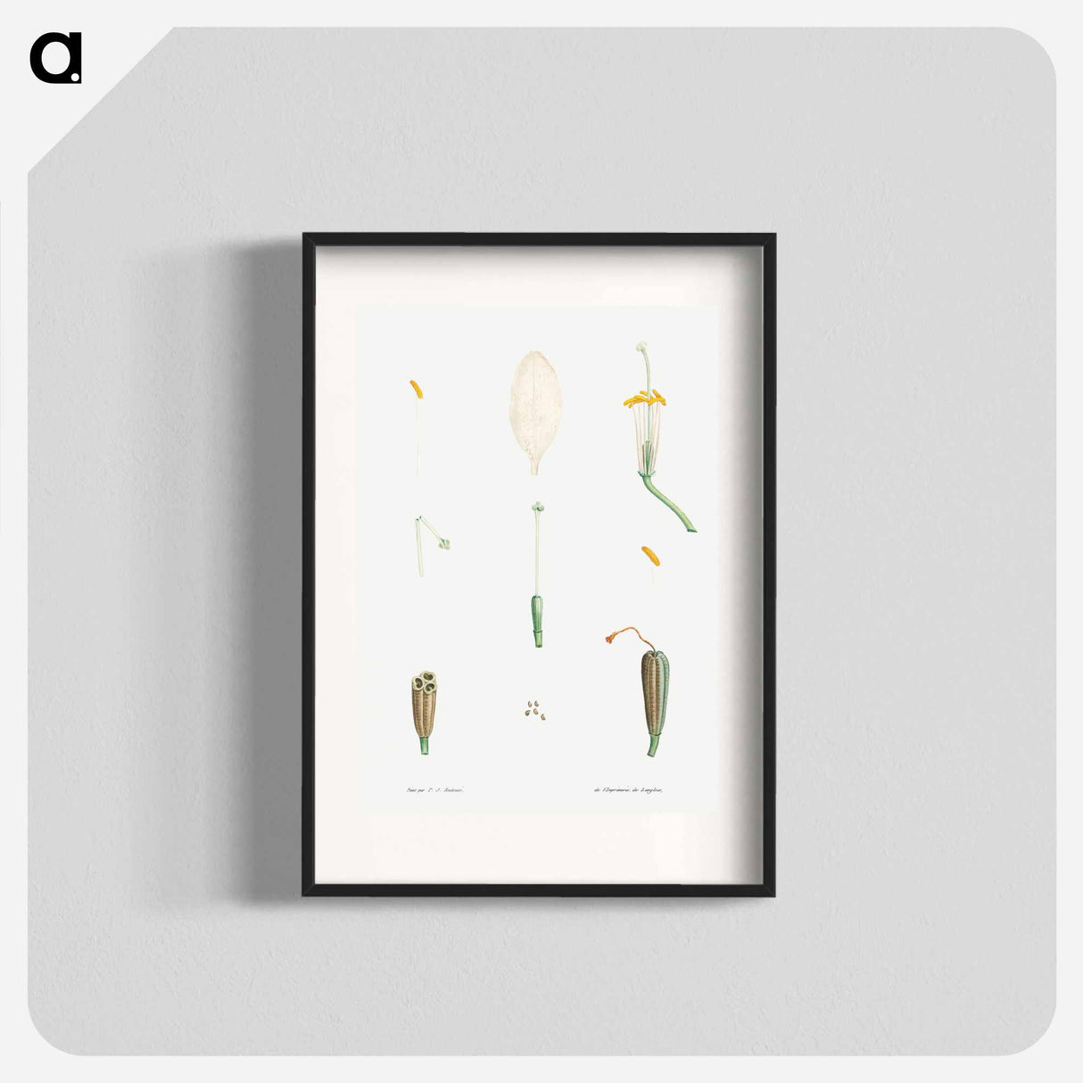 Flower parts from La Botanique de JJ Rousseau - Pierre Joseph Redouté Poster.