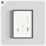 Flower parts from La Botanique de JJ Rousseau - Pierre Joseph Redouté Poster.