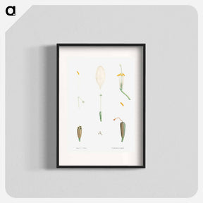 アートポスター-Flower parts from La Botanique de J. J. Rousseau - ピエール ジョゼフ ルドゥーテ Poster.