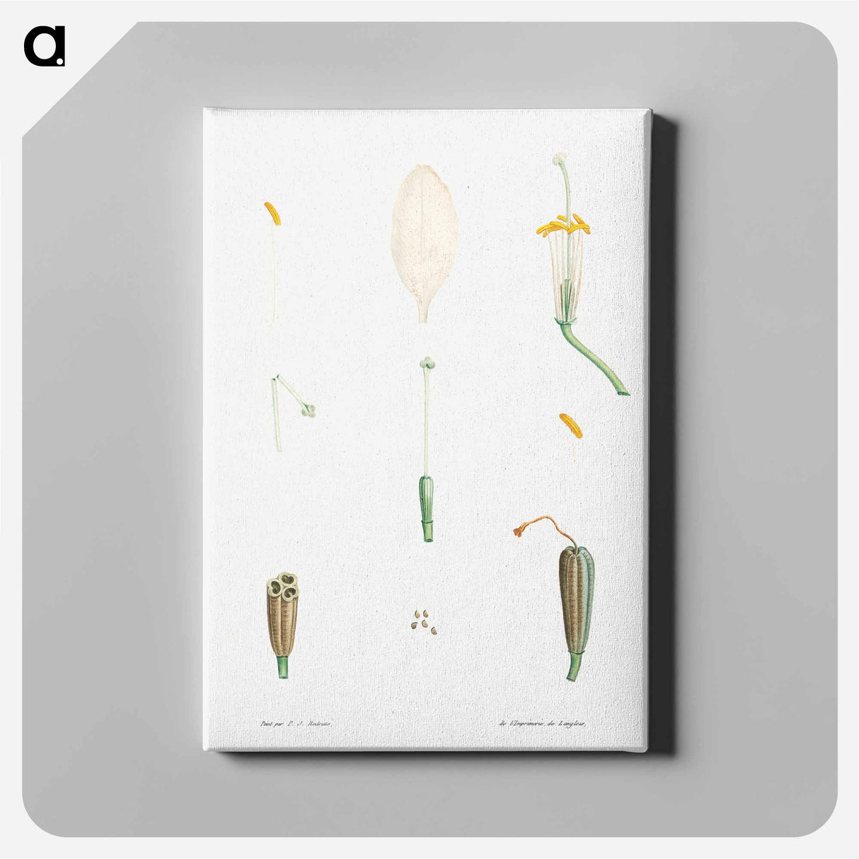 アートパネル-Flower parts from La Botanique de J. J. Rousseau - ピエール ジョゼフ ルドゥーテ Canvas.