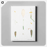 アートパネル-Flower parts from La Botanique de J. J. Rousseau - ピエール ジョゼフ ルドゥーテ Canvas.