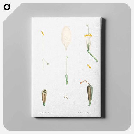 アートパネル-Flower parts from La Botanique de J. J. Rousseau - ピエール ジョゼフ ルドゥーテ Canvas.