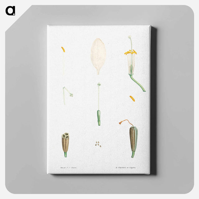 アートパネル-Flower parts from La Botanique de J. J. Rousseau - ピエール ジョゼフ ルドゥーテ Canvas.