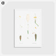 アートポストカード-Flower parts from La Botanique de J. J. Rousseau - ピエール ジョゼフ ルドゥーテ Postcard.