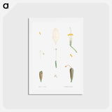 アートポストカード-Flower parts from La Botanique de J. J. Rousseau - ピエール ジョゼフ ルドゥーテ Postcard.