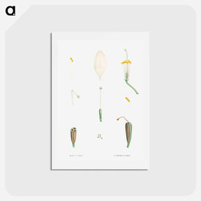 アートポストカード-Flower parts from La Botanique de J. J. Rousseau - ピエール ジョゼフ ルドゥーテ Postcard.