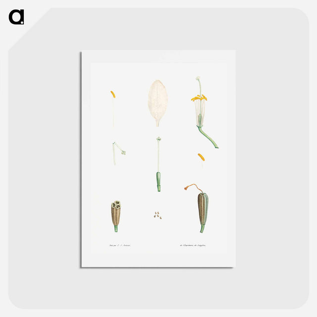 アートポストカード-Flower parts from La Botanique de J. J. Rousseau - ピエール ジョゼフ ルドゥーテ Postcard.