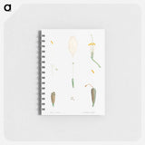 Flower parts from La Botanique de J. J. Rousseau - ピエール ジョゼフ ルドゥーテ Memo.