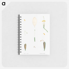アートメモ帳-Flower parts from La Botanique de J. J. Rousseau - ピエール ジョゼフ ルドゥーテ Memo.