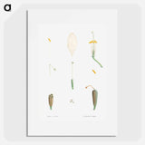 Flower parts from La Botanique de JJ Rousseau - Pierre Joseph Redouté Poster.