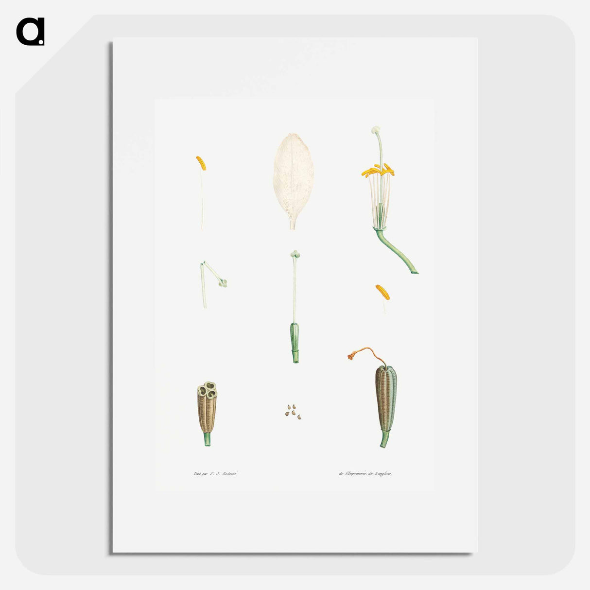 Flower parts from La Botanique de J. J. Rousseau - ピエール ジョゼフ ルドゥーテ Poster.