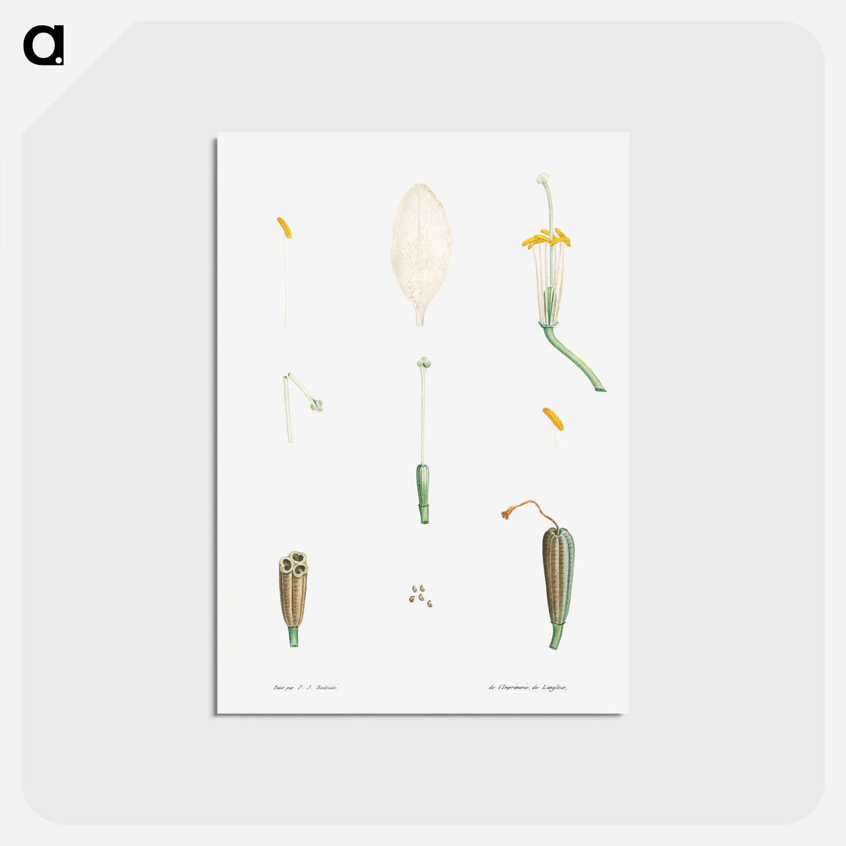 アートポストカード-Flower parts from La Botanique de J. J. Rousseau - ピエール ジョゼフ ルドゥーテ Postcard.