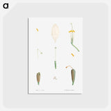 アートポストカード-Flower parts from La Botanique de J. J. Rousseau - ピエール ジョゼフ ルドゥーテ Postcard.