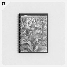 アートメモ帳-Untitled photo - ドロテア ラング Memo.
