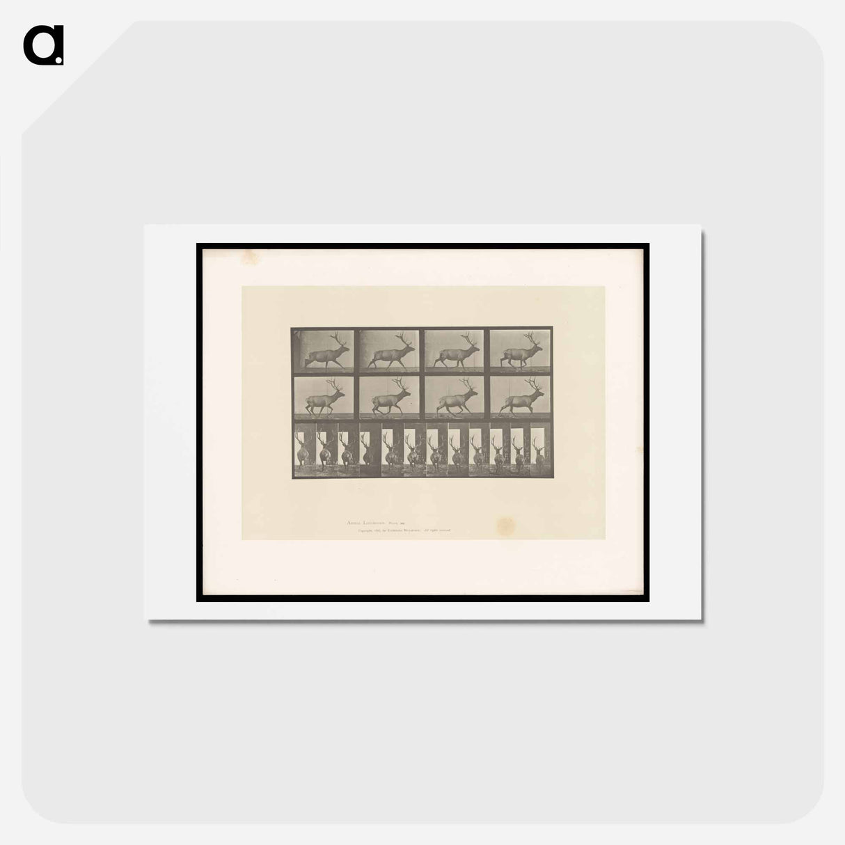アートポストカード-Running Elk
 - エドワード マイブリッジ Postcard.