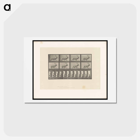アートポストカード-Running Elk
 - エドワード マイブリッジ Postcard.