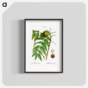 アートポスター-Black walnut, Juglans nigra - ピエール ジョゼフ ルドゥーテ Poster.