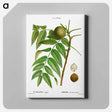 アートパネル-Black walnut, Juglans nigra - ピエール ジョゼフ ルドゥーテ Canvas.