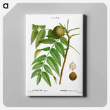 アートパネル-Black walnut, Juglans nigra - ピエール ジョゼフ ルドゥーテ Canvas.
