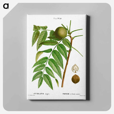 アートパネル-Black walnut, Juglans nigra - ピエール ジョゼフ ルドゥーテ Canvas.