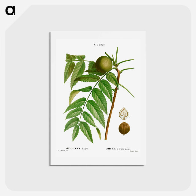 アートポストカード-Black walnut, Juglans nigra - ピエール ジョゼフ ルドゥーテ Postcard.